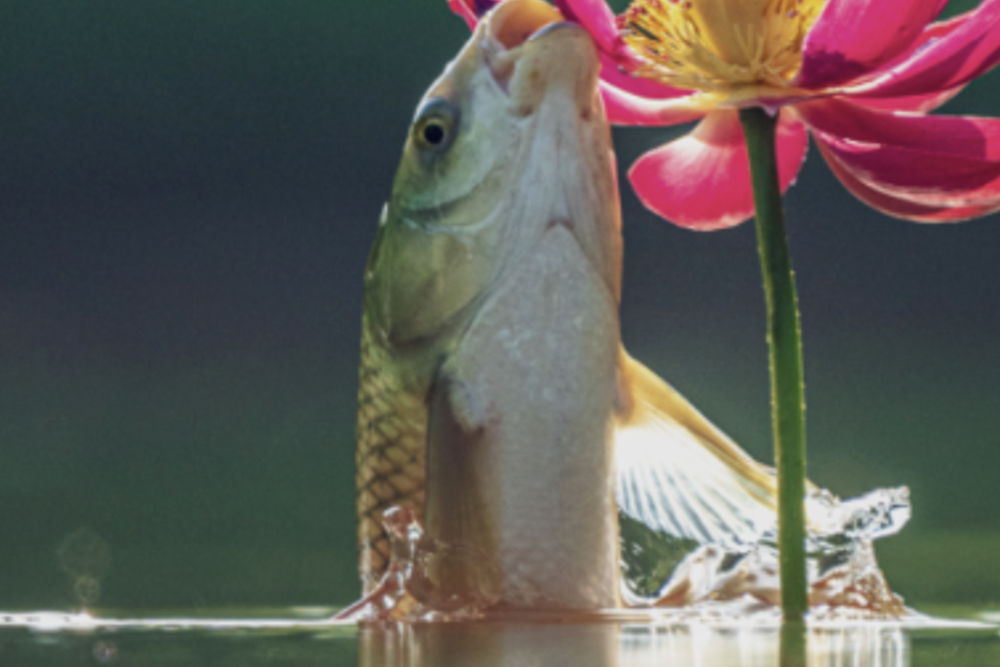 荷塘的意境之美