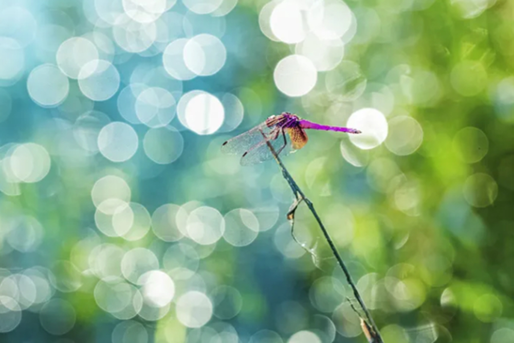 秋虫不睡鸣声高，亦是拍摄好时节